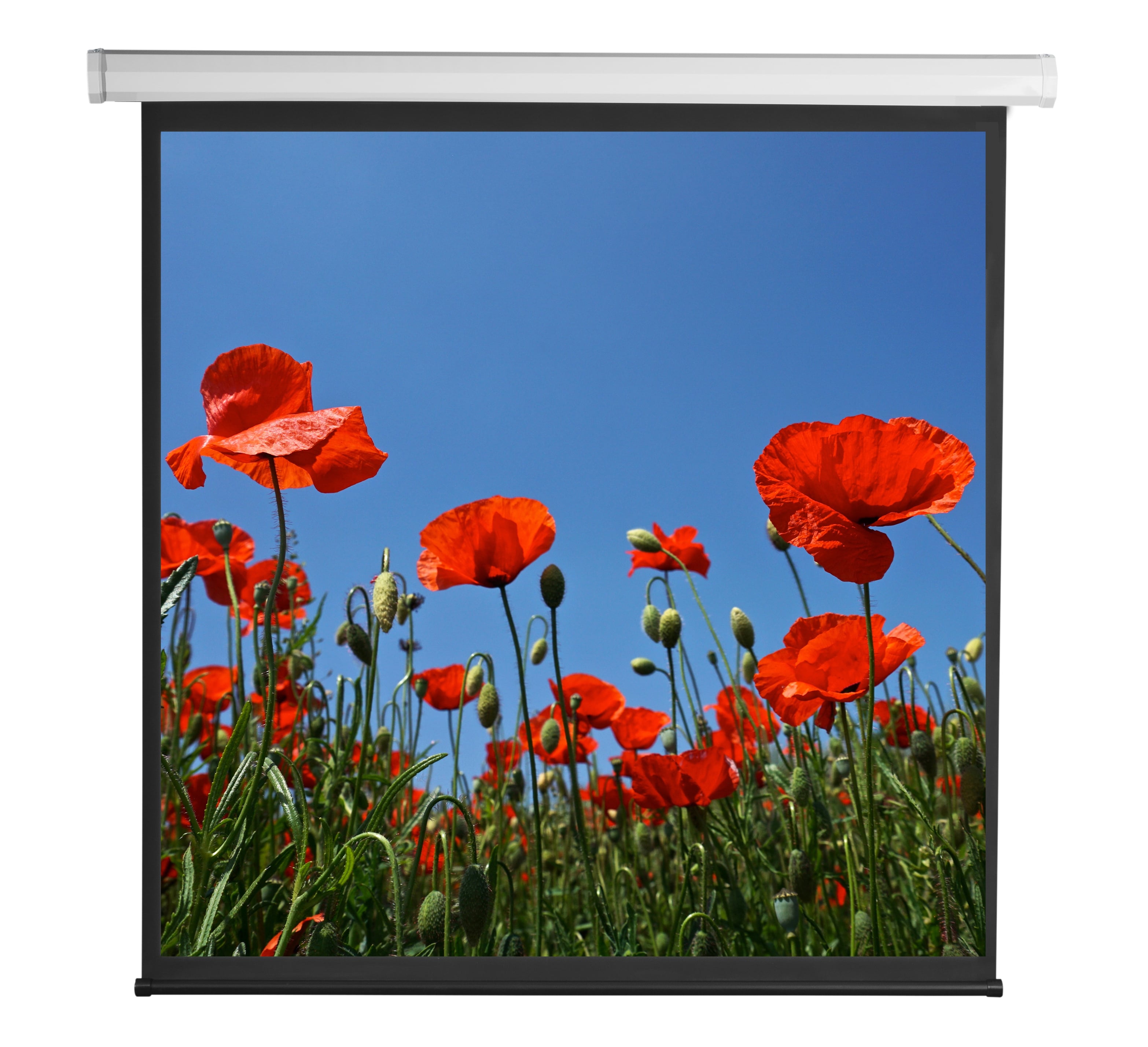 Schermo di Proiezione Motorizzato 112'' 200x200 PSA-112-2 - Immagine 1
